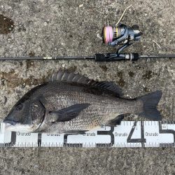 ガンクロゲームで良型チヌ