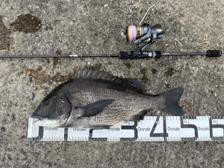 ガンクロゲームで良型チヌ