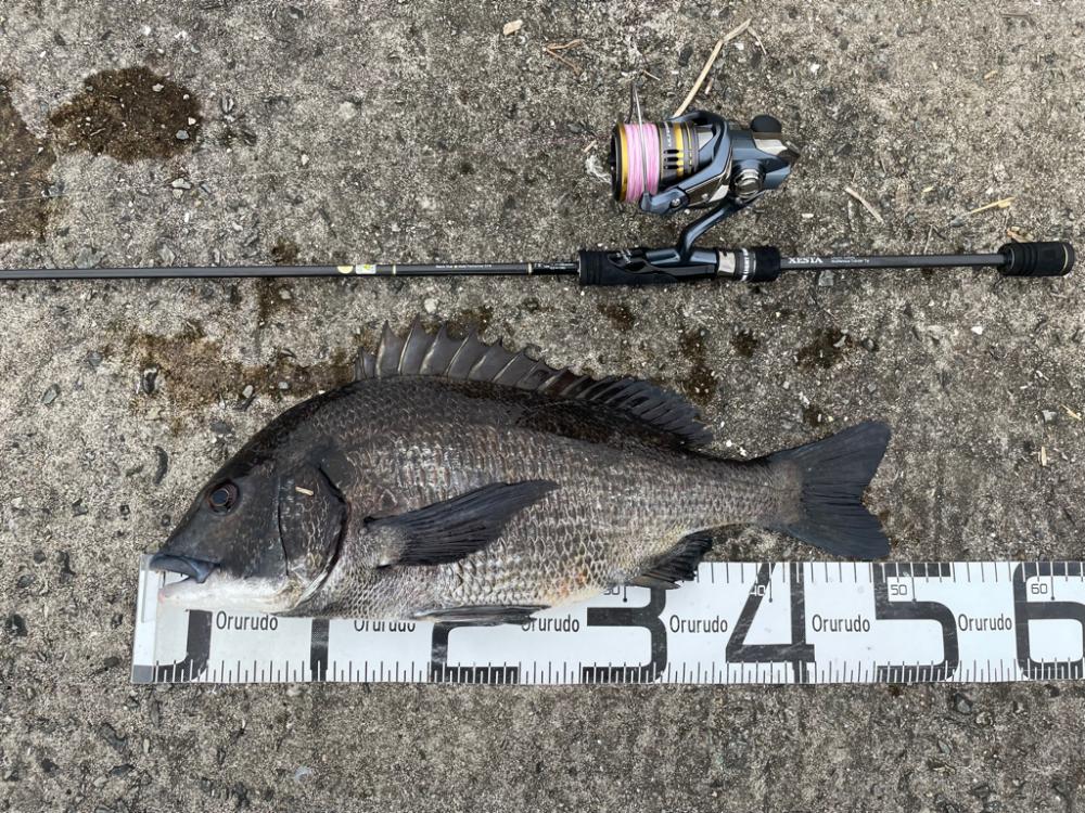 ガンクロゲームで良型チヌ