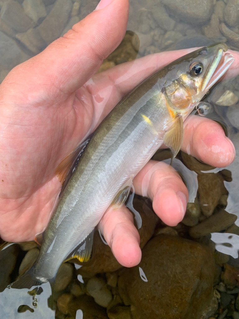 初めての鮎釣り