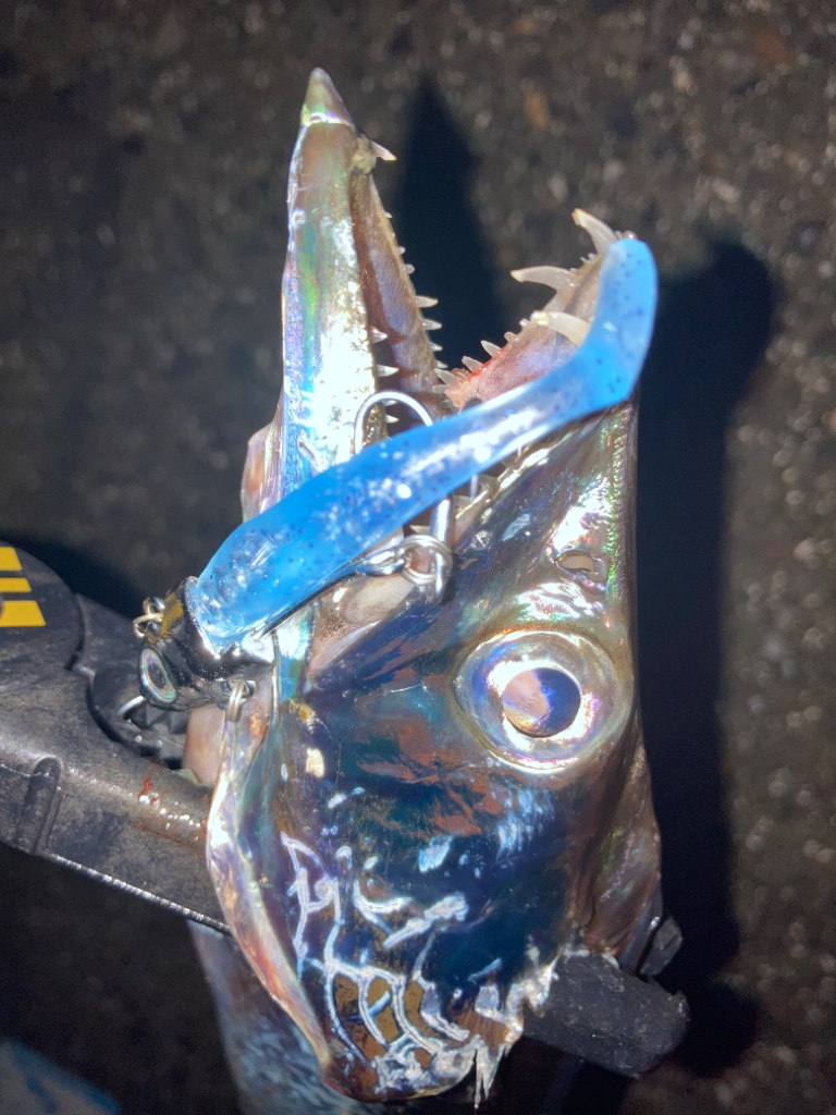 ライトゲーム🎣