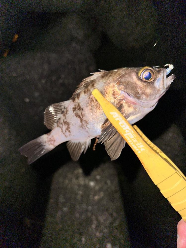 大雨後のライトゲーム