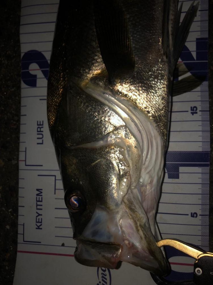 なかなかの良型