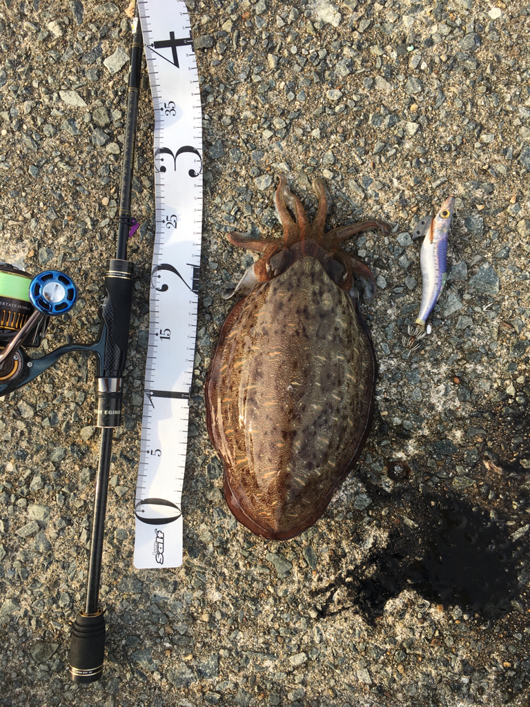 波止から磯へとランガン釣行