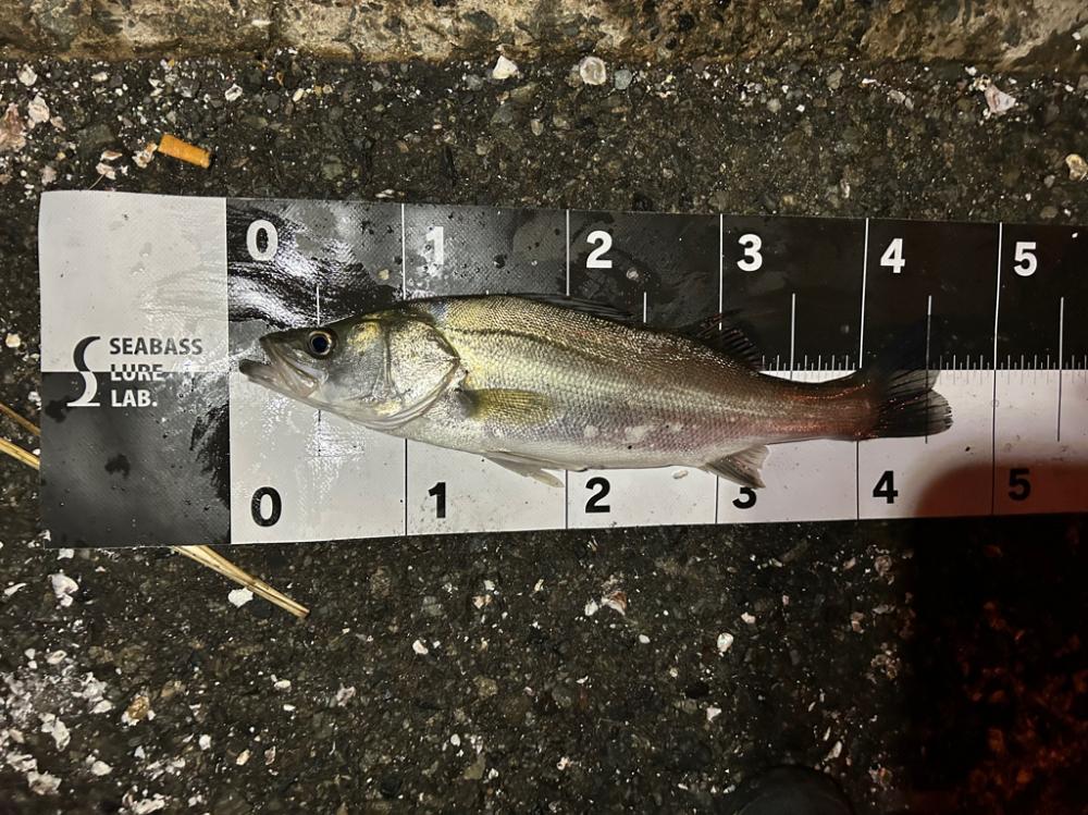 小潮とは思えない活性