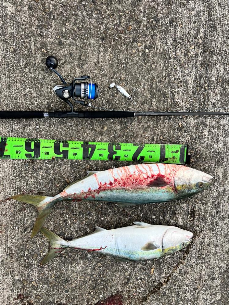 久々の青物連発