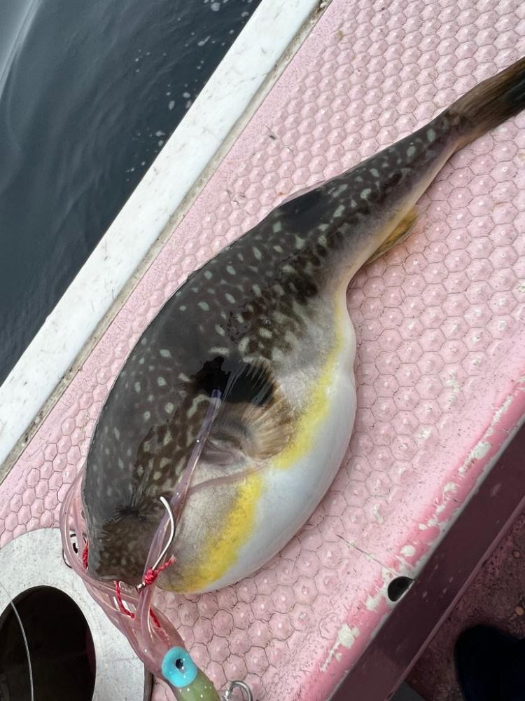 函館沖、SLJ根魚五目