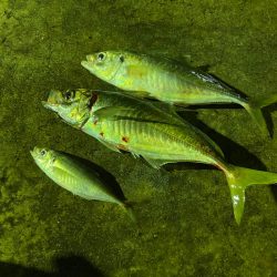 バチコンアジング by 泰斗丸