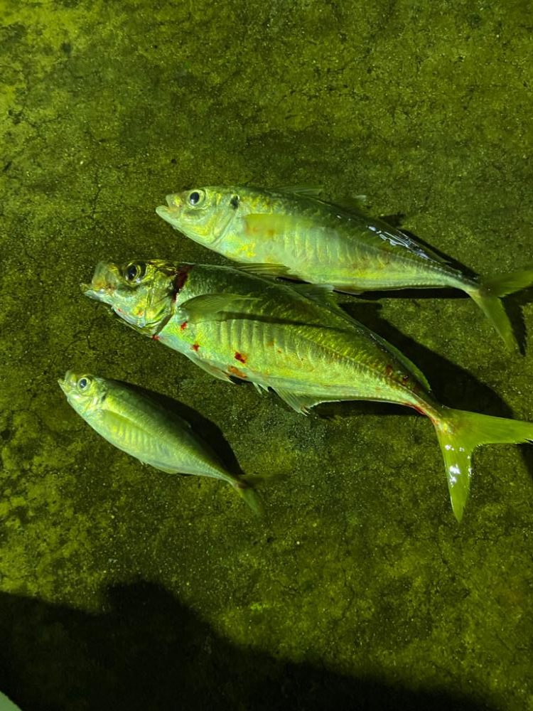 バチコンアジング by 泰斗丸