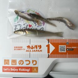 キス釣り🎣