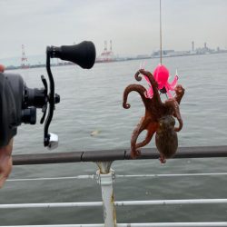 昨日と変わらず2蛸。。