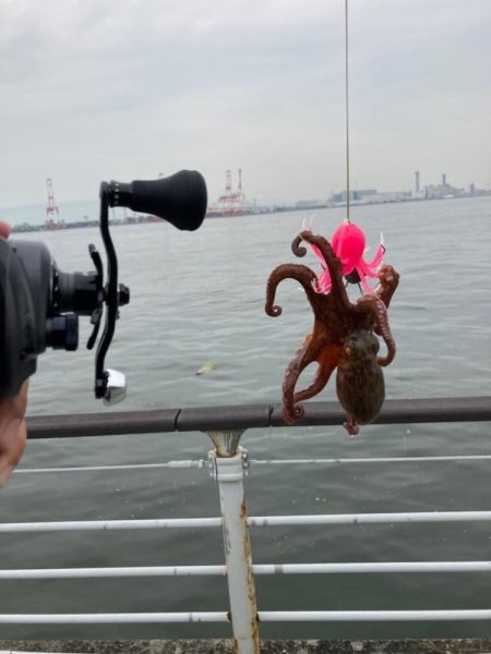 昨日と変わらず2蛸。。