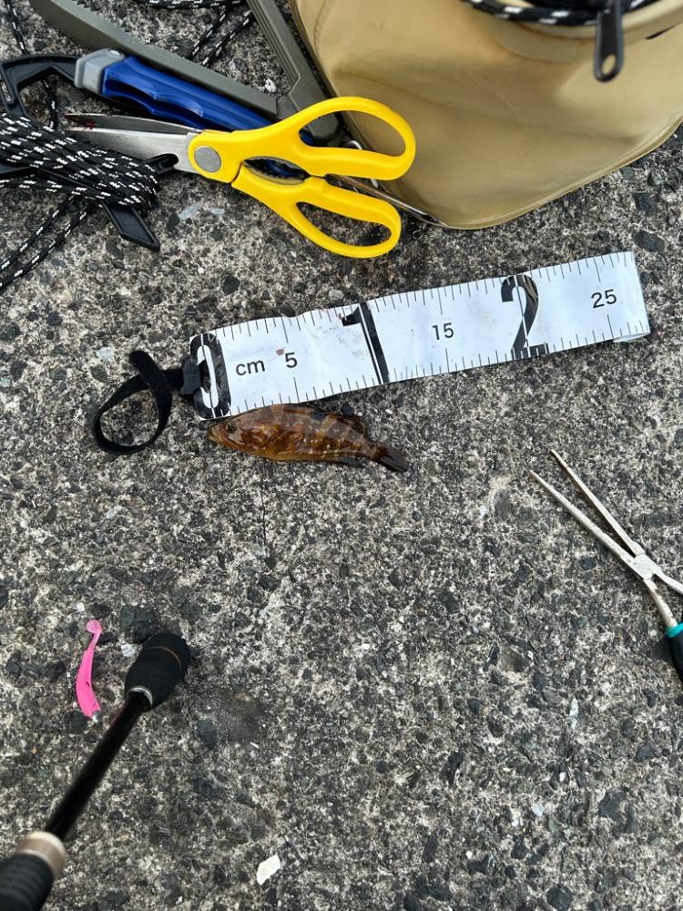 アジングと空飛ぶフグ