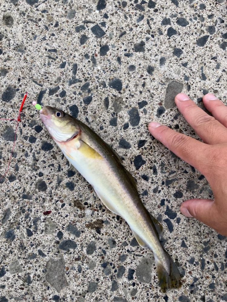 北海道移住後の釣初め