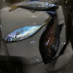 シーバス・メバル