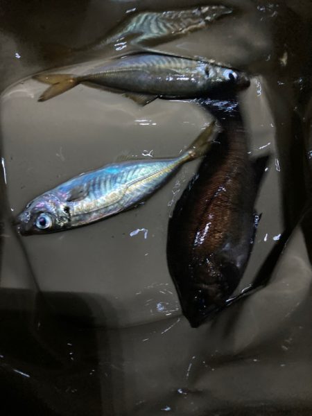 シーバス・メバル