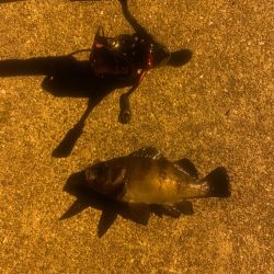 メバリング24(前回採番相違)