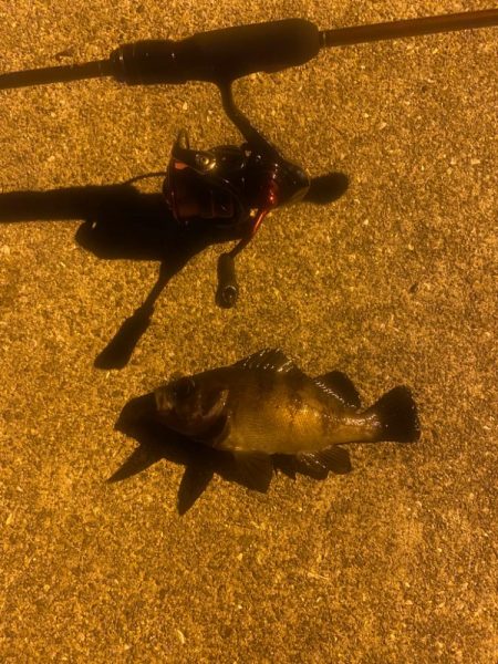 メバリング24(前回採番相違)