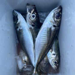 デイアジング🎣💕