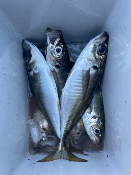 デイアジング🎣💕