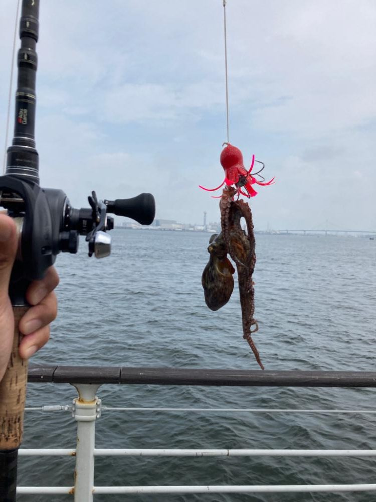 昼休み湾奥蛸散歩。何とか仔蛸2杯。。