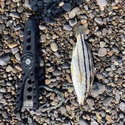 みなべ海岸　ちょい投げ