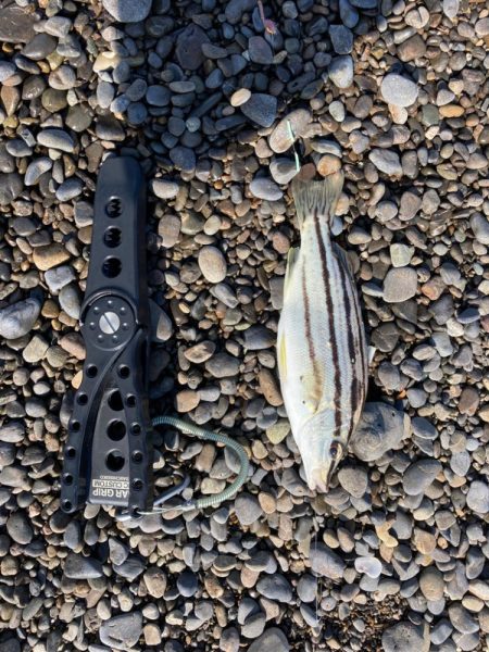 みなべ海岸　ちょい投げ