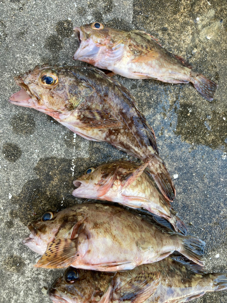 魚の活性高いです