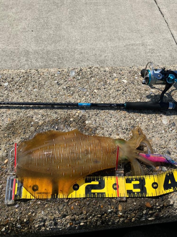 短時間でアオリ2杯GET *\(^o^)/*