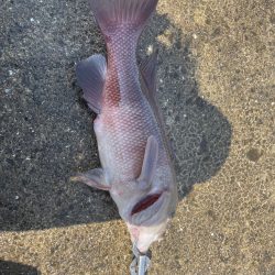 タンコブゲーム!!