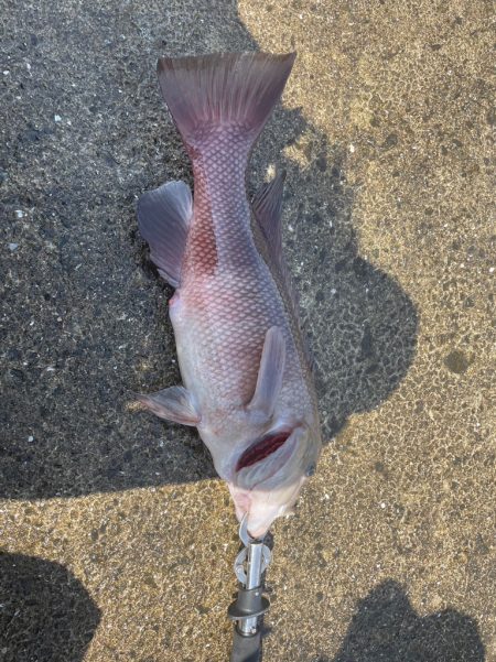 タンコブゲーム!!