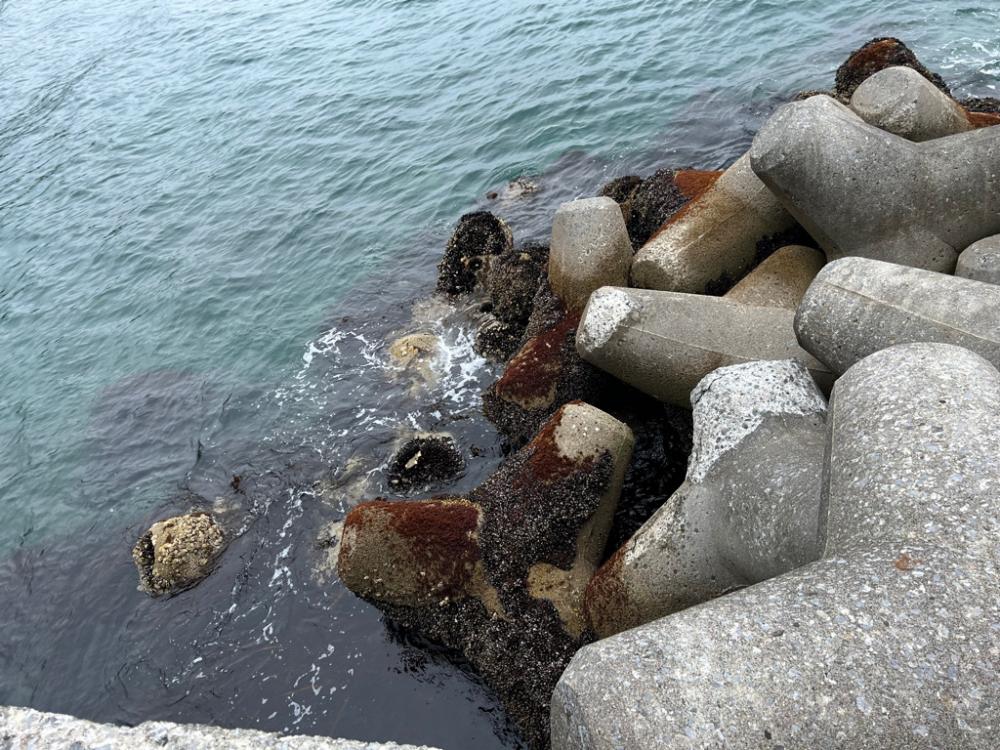 道南、ロックフィッシュ