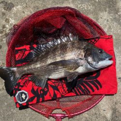 ヘチってきました