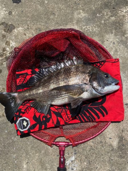 ヘチってきました