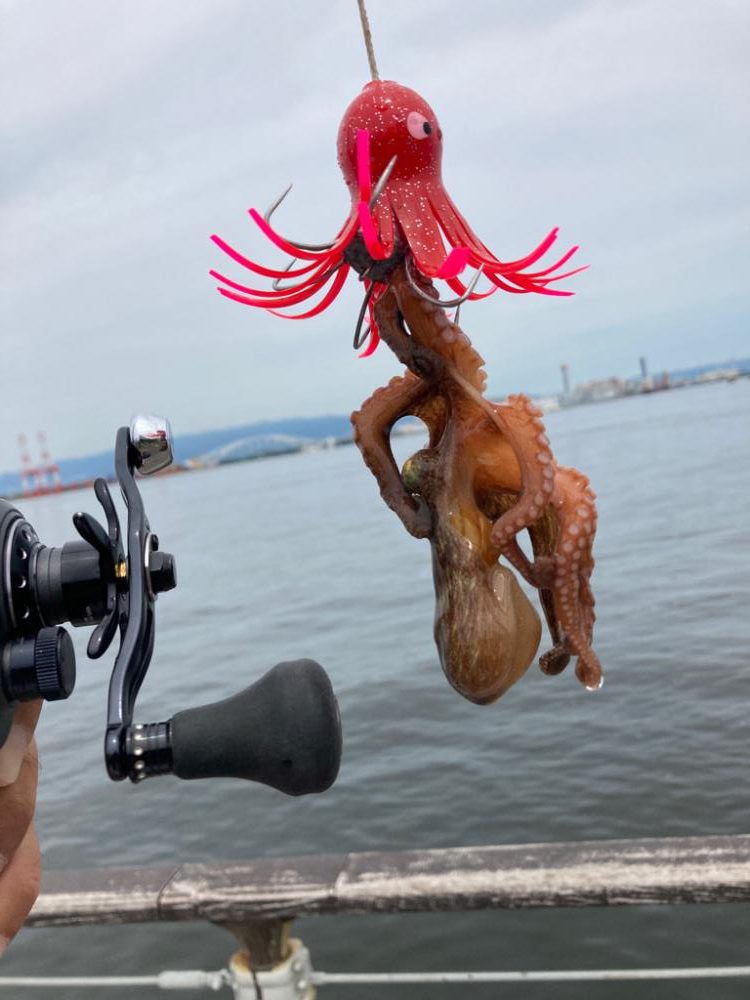 湾奥蛸専出るも。激渋。。3杯。。。