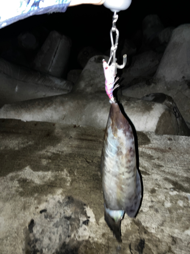 エギング記録更新