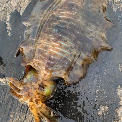 春アオリですけど。