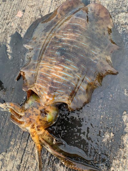 春アオリですけど。