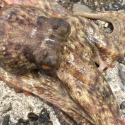 【タコフィネス】 南港で4690g、計14…