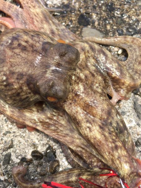 【タコフィネス】 南港で4690g、計14…