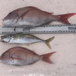 6/25 伊島沖タイラバ&ジギング…