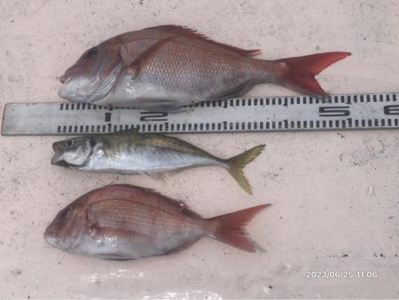 6/25 伊島沖タイラバ&ジギング…