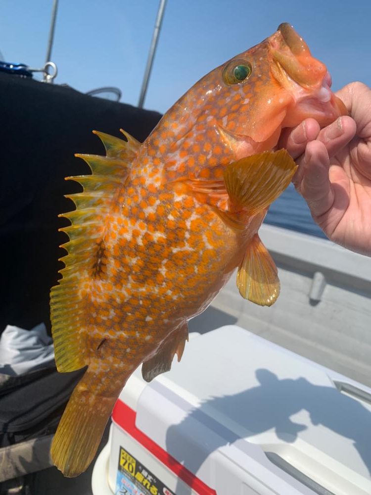 やっぱりSLJおもろい〜