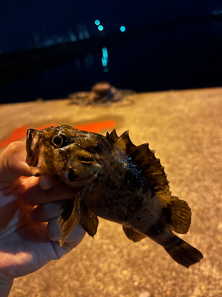 垂水漁港で根魚フィッシング