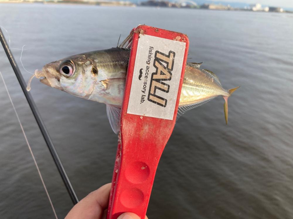 ちょこっと夕まずめフィッシング