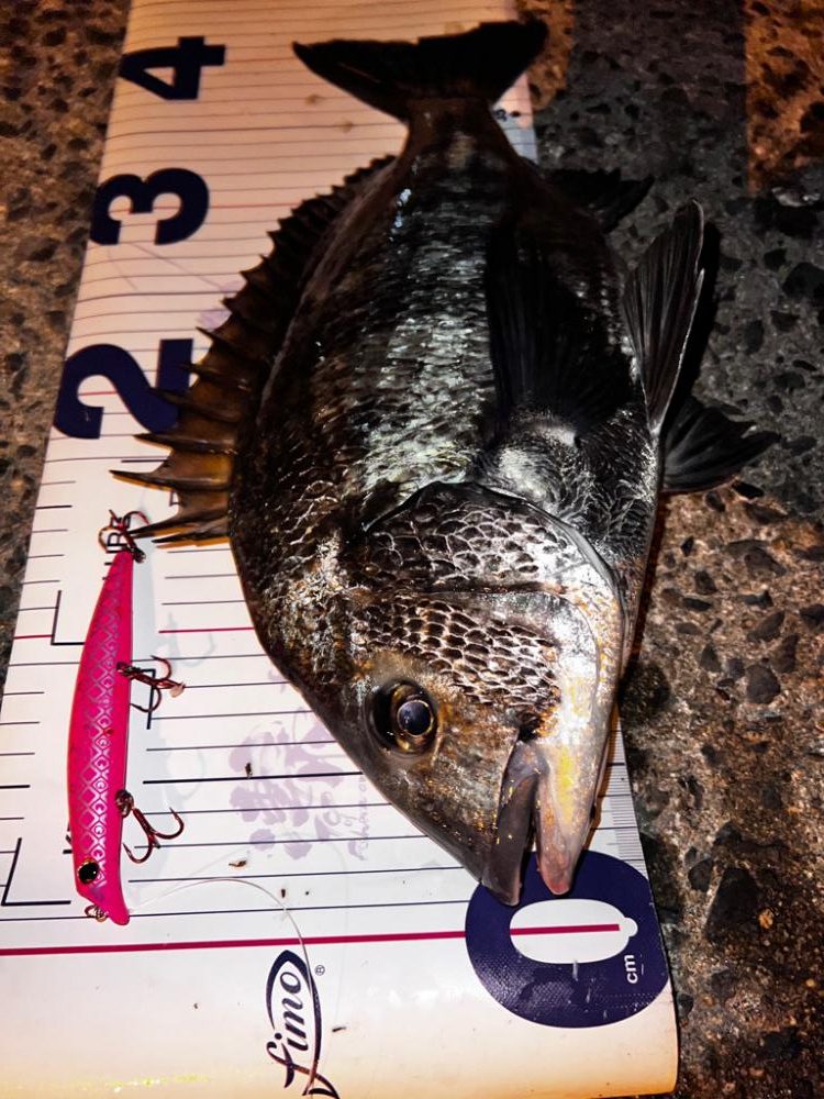 ミノーにチヌ！！