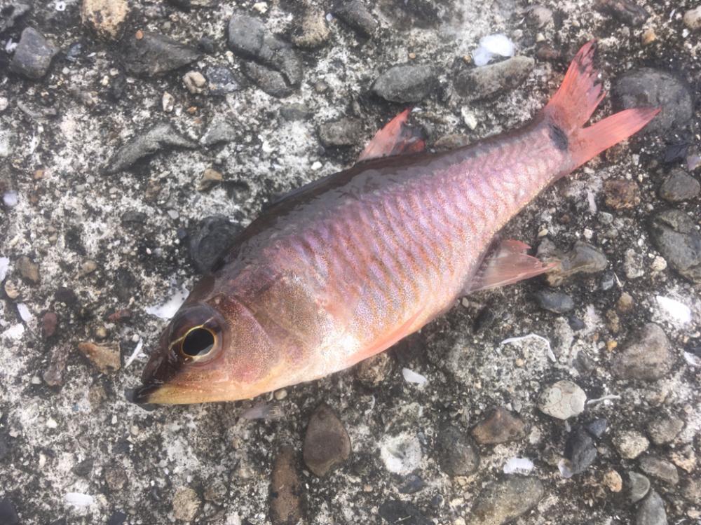 遠いアオリイカ 2