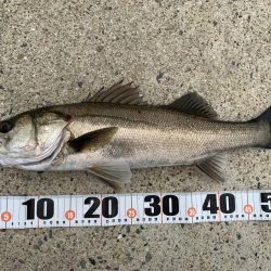 朝マヅメシーバス　3本