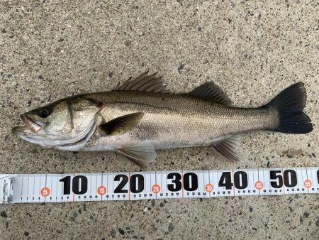 朝マヅメシーバス　3本