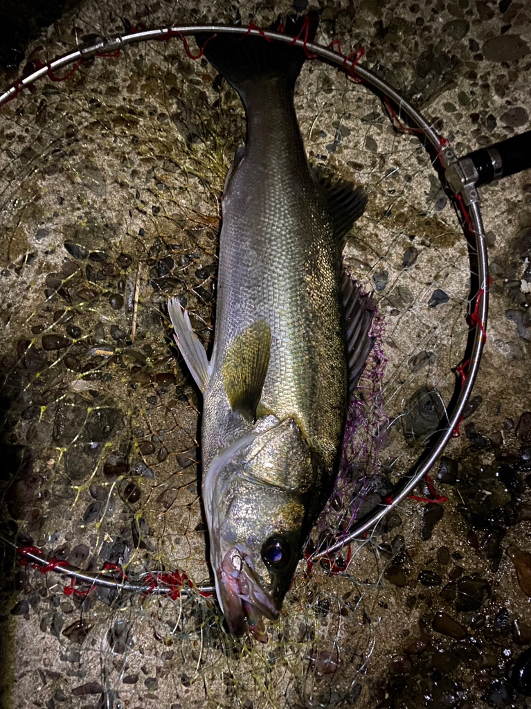 茶色の海シーバス